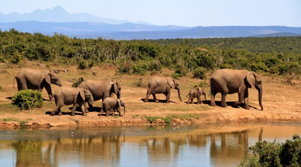 Race to Protect South Sudan’s Wildlife Corridors Intensifies
